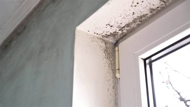 Best Mold Testing and Removal  in Woods Cross, UT