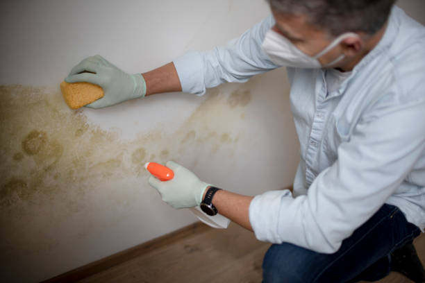 Best Residential Mold Removal  in Woods Cross, UT