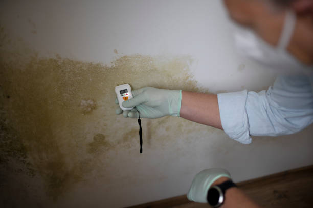 Best Certified Mold Removal  in Woods Cross, UT