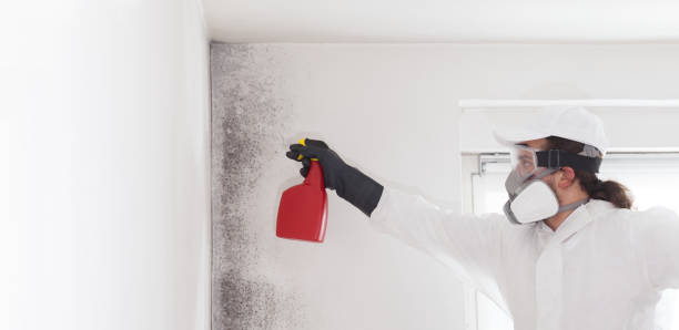 Best Commercial Mold Removal  in Woods Cross, UT