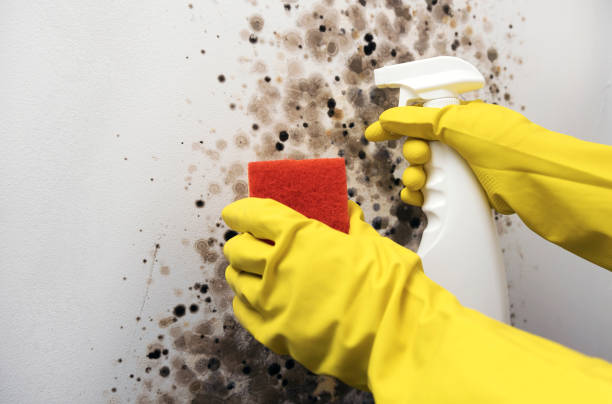 Best Certified Mold Removal  in Woods Cross, UT