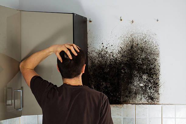 Best Mold Removal Process  in Woods Cross, UT